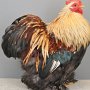 Zwerg Cochin Silber weizenfarbig von Yesil-Kaya Jlyas Preis sg 94 E